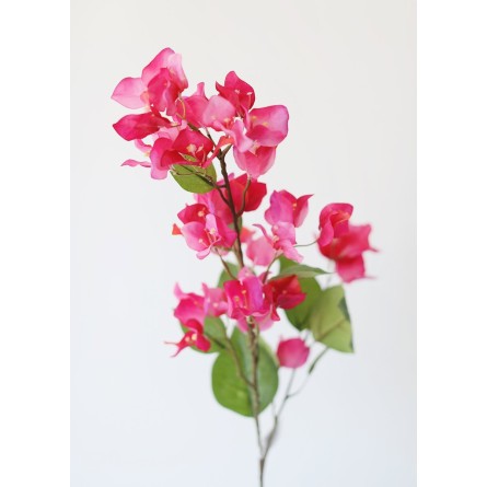 Bougainvillea